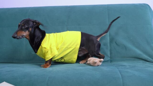 Dachshund dog is having fun playing with stuffed toy, fooling around and rubbing against sofa. Entertainment for pet when it is left alone at home. Scratching stuff for growing teeth of puppies.