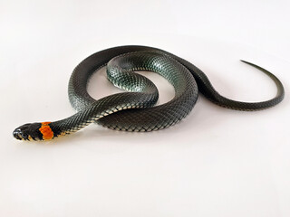 Non-venomous snake on a white background. A macro shot of a snake.