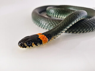 Naklejka premium Non-venomous snake on a white background. A macro shot of a snake.