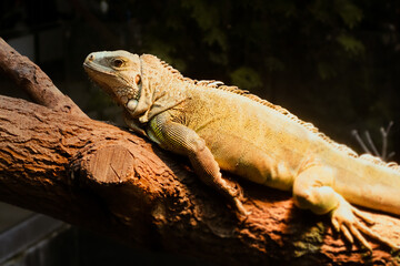 Green Iguana in tropical forest