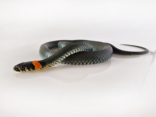 Naklejka premium Non-venomous snake on a white background. A macro shot of a snake.