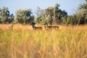 Naklejka na ściany i meble roe deer herd with cub between trees graze in high yellow-green grass in the tree shadow. view from the grass level