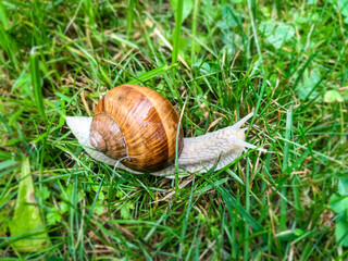 Snail in the grass
