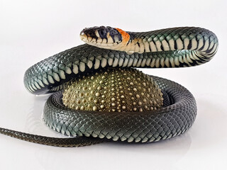 Naklejka premium Non-venomous snake on a white background. A macro shot of a snake.