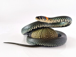 Naklejka premium Non-venomous snake on a white background. A macro shot of a snake.