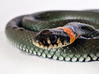 Non-venomous snake on a white background. A macro shot of a snake.