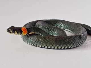 Naklejka premium Non-venomous snake on a white background. A macro shot of a snake.