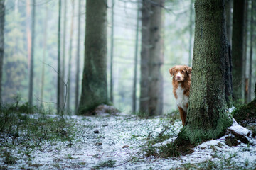 dog in the forest in winter. Nova Scotia Duck Tolling Retriever rests on a log in the trees