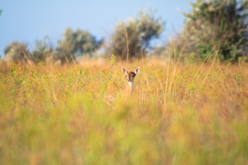 roe deer cub in the high yellow-green grass in the summer prairie is looking in camera