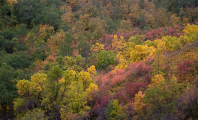 Group of trees turning color in Autumn.