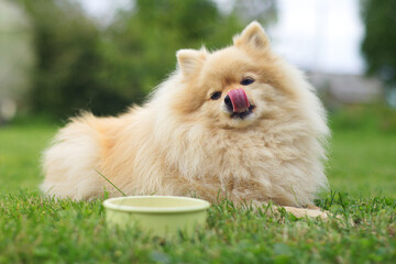 Cute small Pomeranian spitz dog is laying on the grass, licking lips with tongue out after yummy...