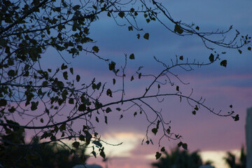Selective focus shot of leaves on the branch of a tree with an indigo sky background