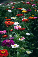 Purple, orange, pink and white decorative flowering zinnias in the flowerbed. The flowerbed.