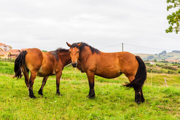 Fototapeta premium Two brown horses embracing showing affection, Cantabria