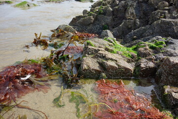 ALGUES EN BORD DE MER PH1