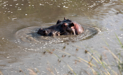 Hippopotamus (Hippopotamus amphibious) Head Shot, Kenya.