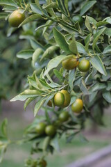 Kumquat | Kumquat