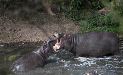 Hippopotamus (Hippopotamus amphibious) Fighting, Kenya.