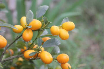 Kumquat | Kumquat