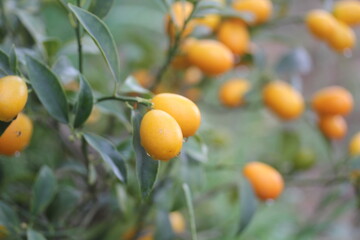 Kumquat | Kumquat