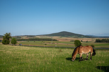 Landschaft mit Pferd