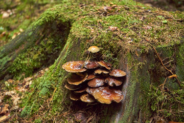 grzyby  © Marcin Łazarczyk