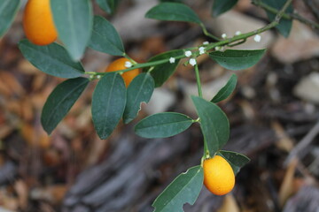 Kumquat | Kumquat