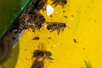 Bienen