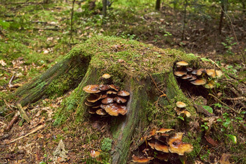 grzyby  © Marcin Łazarczyk