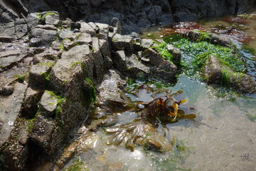 ROCHERS ET ALGUES EN BORD DE MER PH3