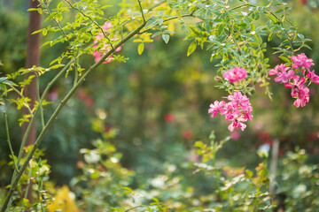 Beautiful colorful pink roses flower in the garden