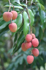 Litchi | Litchi