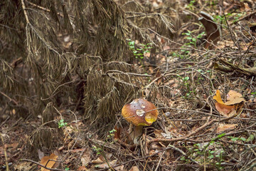 boletus, grzyb ,prawdziwek  © Marcin Łazarczyk