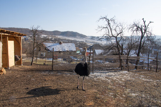 ostrich farm in Slatinita, Bistrita ROMANIA 2020