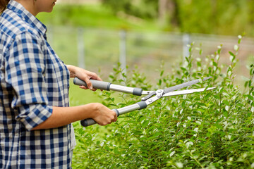 gardening and people concept - woman with pruner or pruning shears cutting branches at summer garden