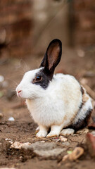 Rabbit portrait background
