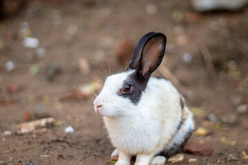 Rabbit portrait background
