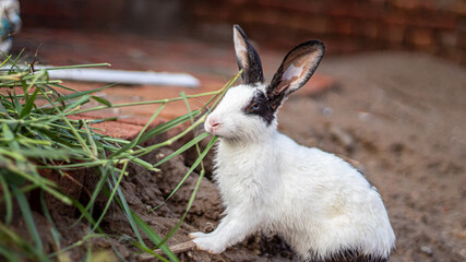 black and white rabbit on the ground look cute eating leafs