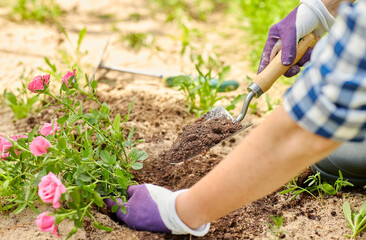 Fototapeta premium gardening and people concept - woman planting rose flowers at summer garden