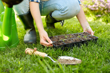 gardening, farming and people concept - hands of young woman holding starter pots tray with seedlings at summer garden