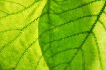 Green leaves, leaf vein closed up, 葉脈、葉、植物の葉のクリーズアップ