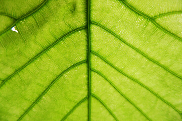 Green leaves, leaf vein closed up, 葉脈、葉、植物の葉のクリーズアップ