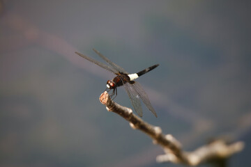 コシアキトンボ