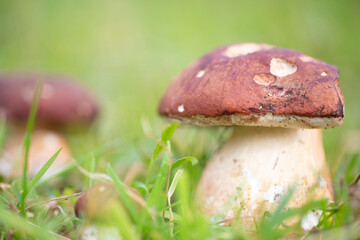 Hongo blanco (Boletus edulis)