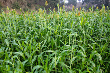 Campo de sorgo (Sorghum spp.) al amanecer