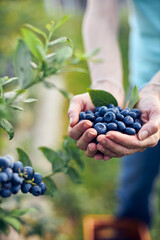 Modern woman working and picking blueberries on a organic farm - woman power business concept.