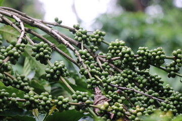 Robusta Coffee plant with unripe coffee beans in bunches on coffee plantation