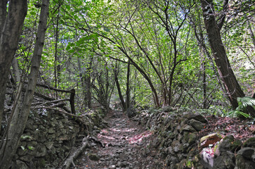 Foresta della Serra Morenica a Magnano - Biella	