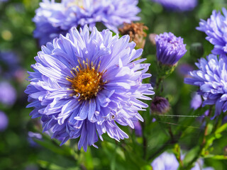 Closeup of a beautiful blue aster flower, variety Aster novi-belgii Marie Ballard