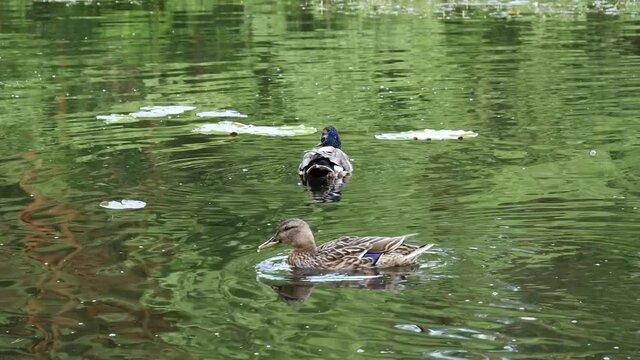 Ducks Swimming on a Pond.